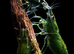Green Jade, Golden Dream and Blue Diamond Shrimp shrimp