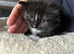 Long‑Haired Ragdoll Cross Tortoiseshell Kittens