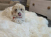 Male Bichon Frise 8 WEEKS OLD. Health and active