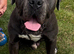 Cane Corso Boy Looking for His Forever Home ️