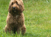 Cockapoo
