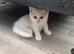 Ready now 3 little Persian x ladies
