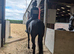 Quality thoroughbred mare out eventing