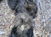 Beautiful  usa bearded silkie roosters