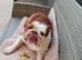 Female english bulldog