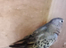 BOURKE MALE FOR SALE