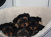 Pedigree KC registered Yorkshire terrier puppies