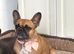 4 year old frenchie girl