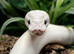4x2x2 Bioactive Setup & Sub-Adult Ivory Royal Python