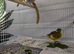 2026 fife canaries for sale