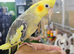Hand reared Baby cocktail