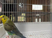 Black wing budgies available