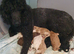 Standard poodle puppies kc registered