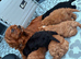 Cavapoo puppy one little boy left fully vet health checked