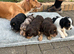 Cocker spaniel female puppy