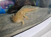 2 Axolotls including full set up.