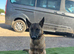 Belgian malanois k9