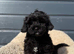Shihpoo puppy