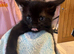 3 lovslt kittens