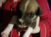 3 bullurcher cross staffy  puppies looking for loving homes