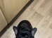 KC register French Bulldog
