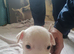 Staff puppies for sale