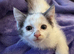 Gorgeous female kitten