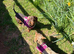 Minuture female dachund