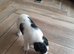 Jack Russell Puppies for Sale Swansea