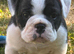 EXCEPTIONAL OLDE ENGLISH BULLDOG PUPPIES