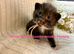 Pedigree Siberian kittens