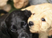 Beautiful Black Wavy Labradoodle Girl - 8 Weeks Old