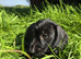 3/4 dachshund 1/4 yorkie female pup.