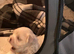 Baby boy Korean Maltese for sale