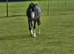 Project for the Future 2yr Welsh A Gelding with WPCS Papers