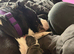 Cane corso x staffy mastiff