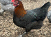 French Black Copper Marans