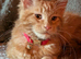 3 Mainecoon kittens