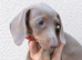 Miniature dachshunds health clear