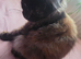 Rare Black Smoke Tortoiseshel
