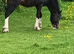 Yearling Colts