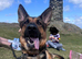 German Shepard female