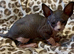 Blue and cream Canadian sphynx