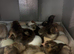Pure Breeds Large Fowl Unsexed chicks