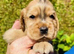 lyncham cocker spaniels