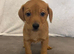 Beagle x staff puppies