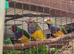 3 male gouldian finches for sale