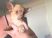 Two beautiful chihuahuas for sale