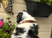 Lhasa apso puppies for sale
