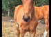 Tb mare in foal